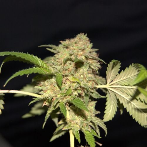 LA Fire, semillas feminizadas de Pheno Finder Seeds