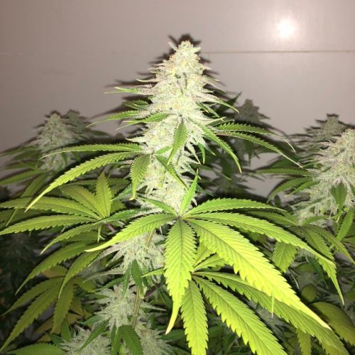 Simple Wedding Cake S1, semillas feminizadas de PhenoFinder Seeds