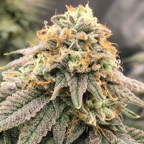 Pinkz, semillas feminizadas de Pheno Finders Seeds