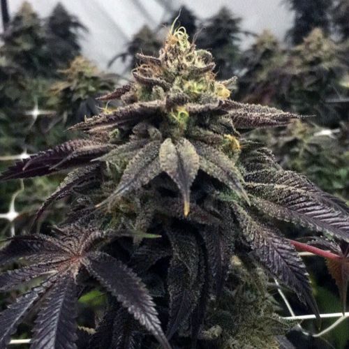 StarCake, semillas feminizadas de PhenoFinder Seeds