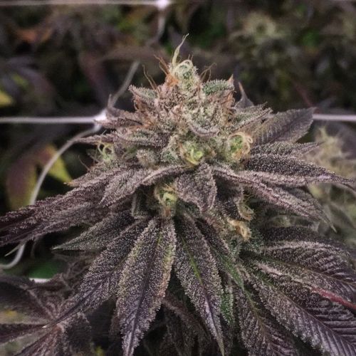 StarCake, semillas feminizadas de PhenoFinder Seeds