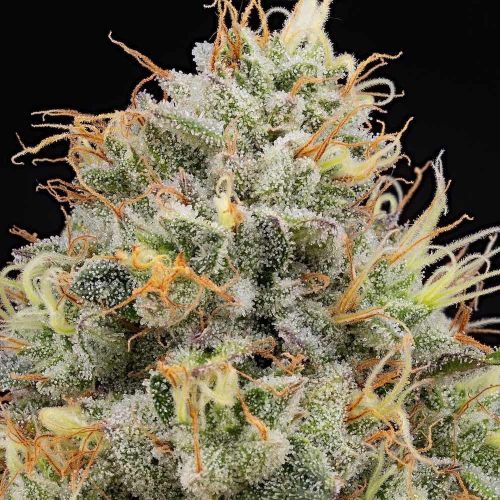 Piñata, semillas feminizadas de Grounded Genetics