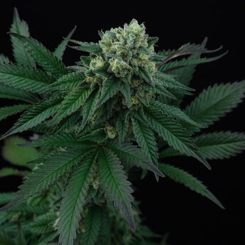 Pink Gasoline, semillas feminizadas de Perfect Tree