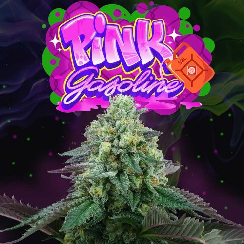 Pink Gasoline, semillas feminizadas de Perfect Tree