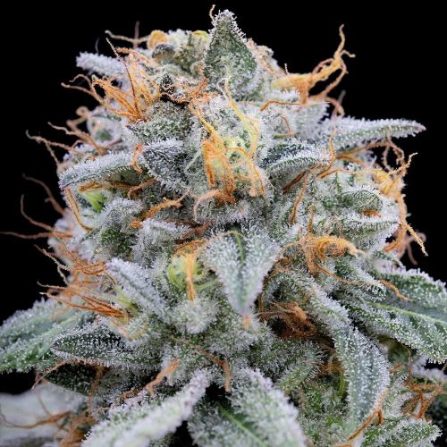 Pink Limez, semillas feminizadas de Grounded Genetics