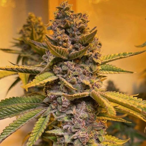 Pink Mintz, semillas feminizadas de Conscious Genetics