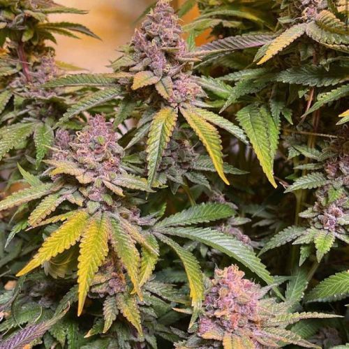 Pink Mintz, semillas feminizadas de Conscious Genetics