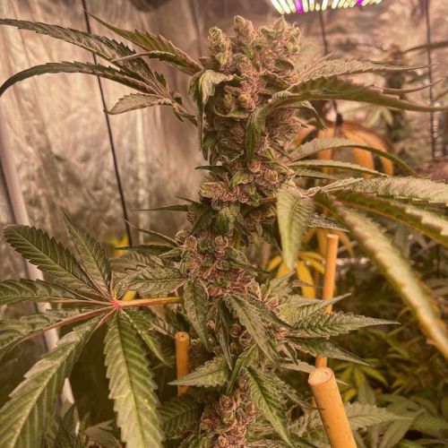 Pink Waferz, semillas feminizadas de Conscious Genetics