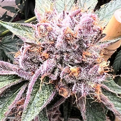 Pink Animal Crackers S1, semillas feminizadas de Mosca Seeds
