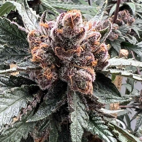 Pink Animal Crackers S1, semillas feminizadas de Mosca Seeds