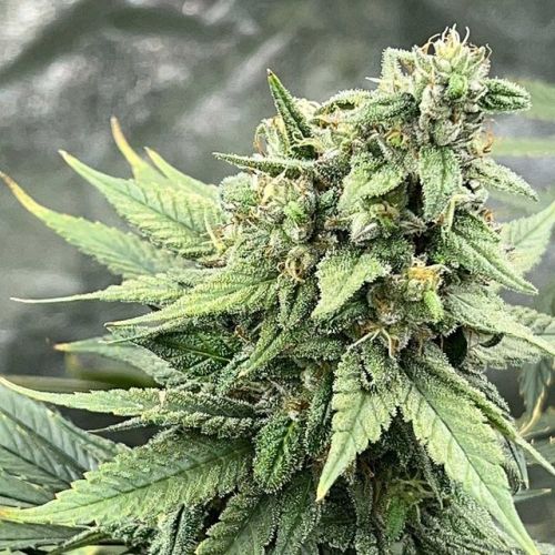 Pink Lemonaid S1, semillas feminizadas de Mosca Seeds