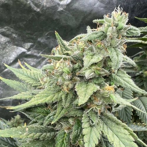 Pink Lemonaid S1, semillas feminizadas de Mosca Seeds