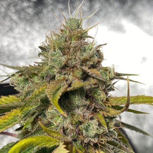 Power Ztone, semillas regulares de Dark Horse Genetics