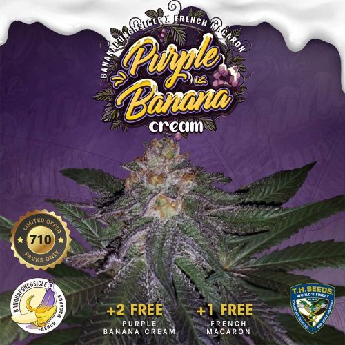 Purple Banana Cream, semillas feminizadas de T.H.Seeds