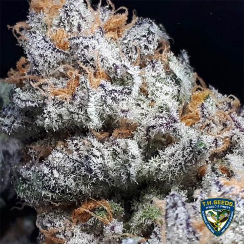 Purple Banana Cream, semillas feminizadas de T.H.Seeds