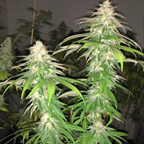 Purple Strawberry Sherbert, semillas feminizadas de PhenoFinder Seeds