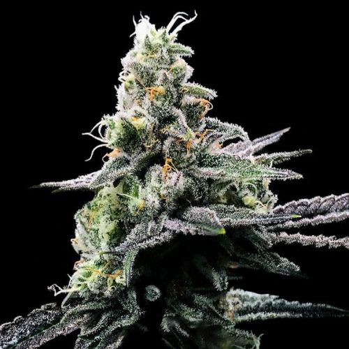 Purple Kosher, semillas feminizadas de DNA Genetics (3 Semillas)