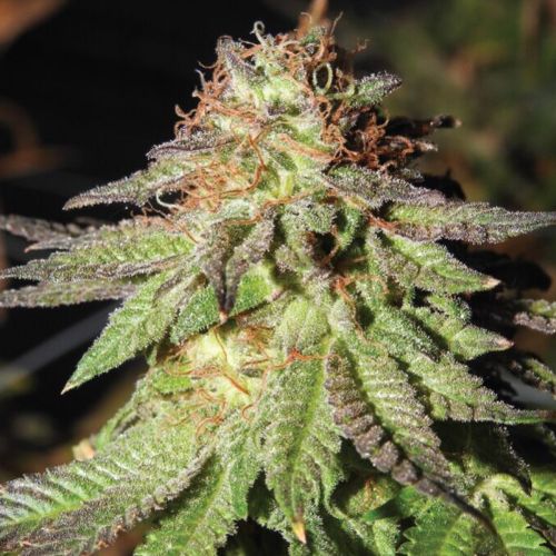 Rainbow Valley, semillas regulares de True Canna Genetics 