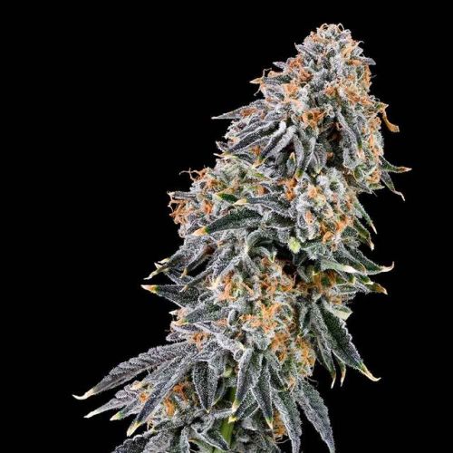 Rainbow Fuel, semillas feminizadas de Grounded Genetics - Edición limitada