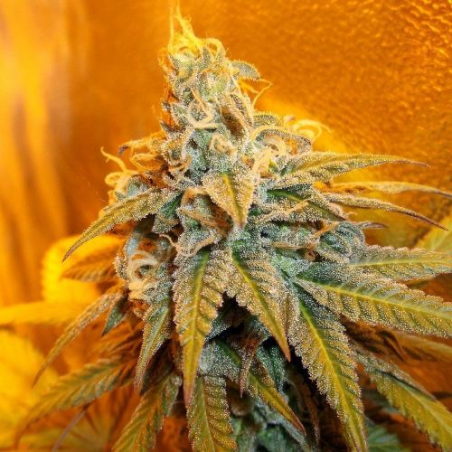 Rainbow Jones, semillas feminizadas de Connoisseur Genetics