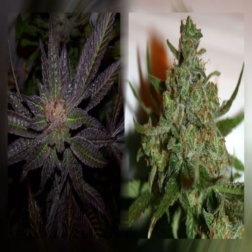 Rainbow Jones, semillas feminizadas de Connoisseur Genetics