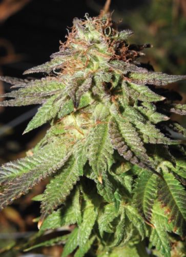 Rainbow Valley, semillas regulares de True Canna Genetics 