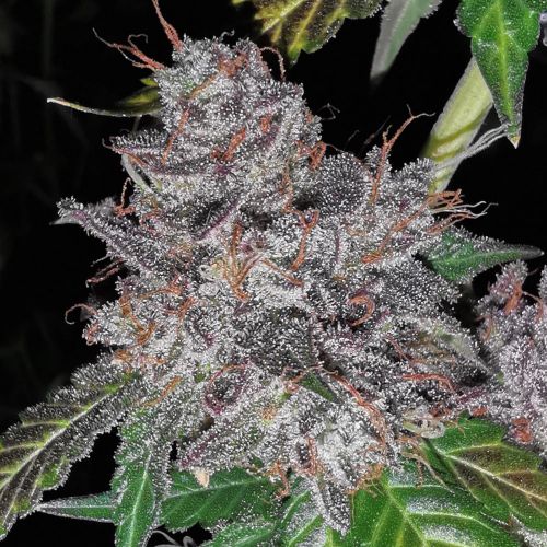 Rainbow Cake, semillas feminizadas de Pheno Finder Seeds