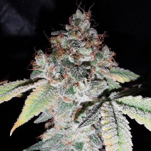 Rainbow Cake, semillas feminizadas de Pheno Finder Seeds