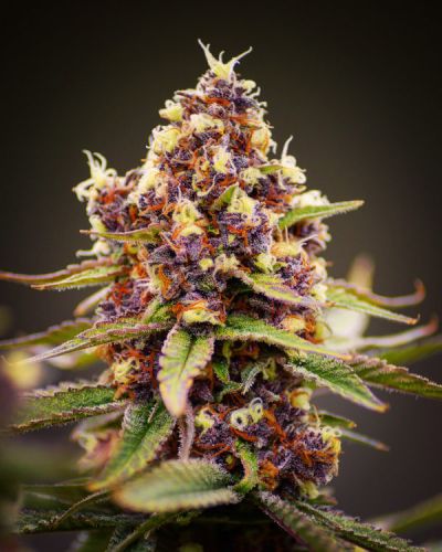 Raspberry Boogie S2, semillas feminizadas de Mosca Seeds