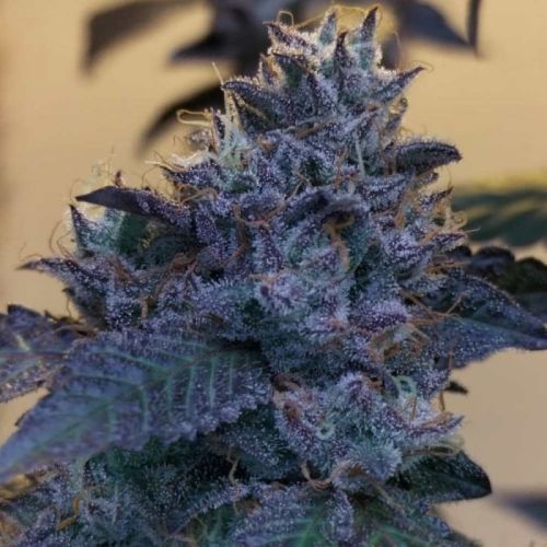 Raspberry Z, semillas feminizadas de Grounded Genetics