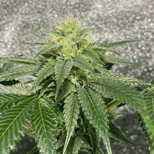 Reality Ztone, semillas regulares de Dark Horse Genetics