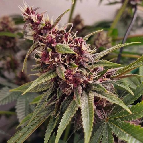 Red Kachina, semillas feminizadas de Conscious Genetics