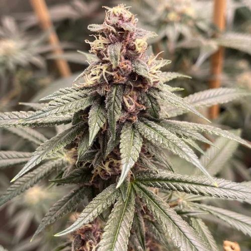 Red Kachina, semillas feminizadas de Conscious Genetics