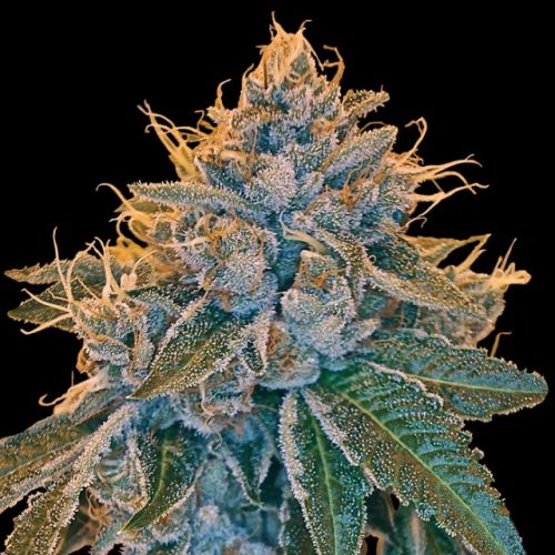 Kosher Kush, semillas feminizadas de DNA Genetics