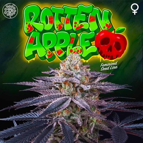 Rotten Apple, semillas feminizadas de Perfect Tree