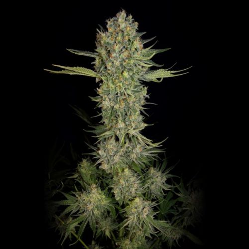 Serious Kush, semillas feminizadas de Serious Seeds