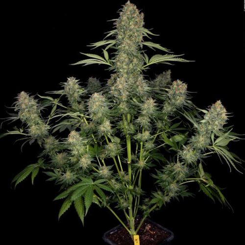 Serious Kush, semillas feminizadas de Serious Seeds