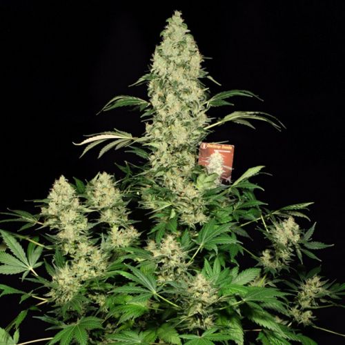 AK-47, semillas feminizadas de Serious Seeds