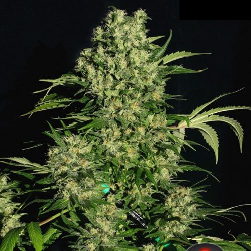 Chronic, semillas feminizadas de Serious Seeds