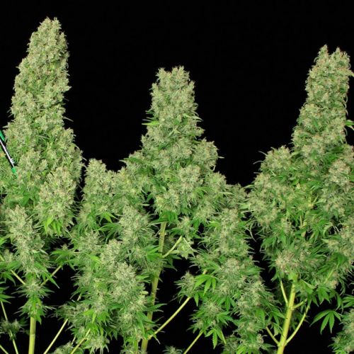 White Russian, semillas feminizadas de Serious Seeds