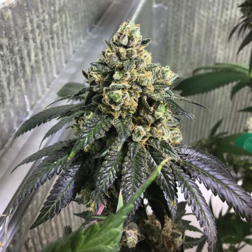 Sherb Biker, semillas regulares de Karma Genetics