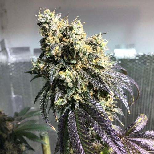 Sherb Biker, semillas regulares de Karma Genetics