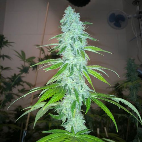 Simple Wedding Cake S1, semillas feminizadas de PhenoFinder Seeds