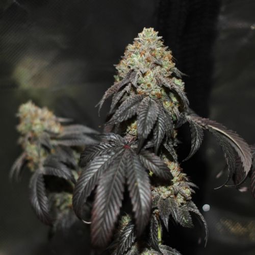 Skullcap, semillas regulares de Karma Genetics