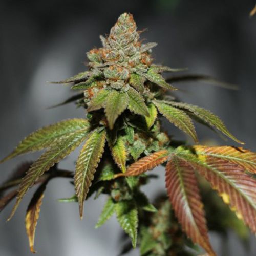 Skullcap, semillas regulares de Karma Genetics