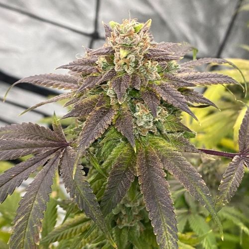 Soul Ztone, semillas regulares de Dark Horse Genetics