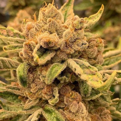 Sour Cuntz, semillas feminizadas de Conscious Genetics