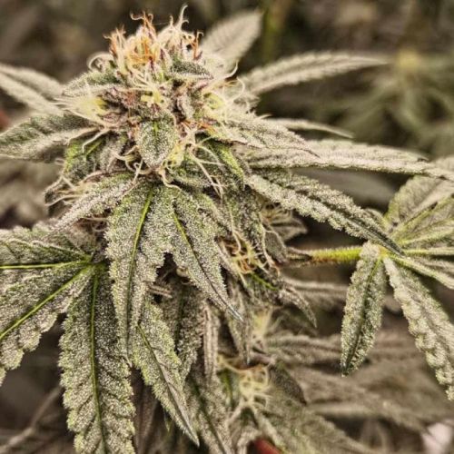 Sour Cuntz, semillas feminizadas de Conscious Genetics