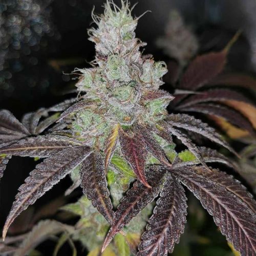 Sour Kuntz, semillas feminizadas de Pheno Finders Seeds