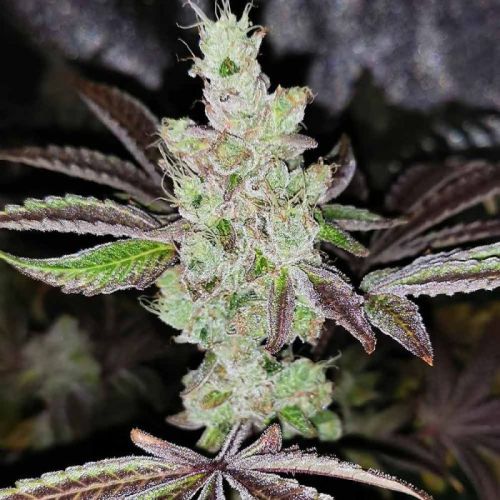 Sour Kuntz, semillas feminizadas de Pheno Finders Seeds